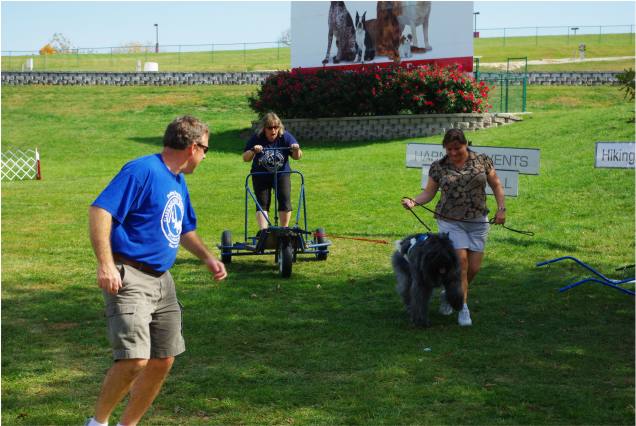 pulling the sled